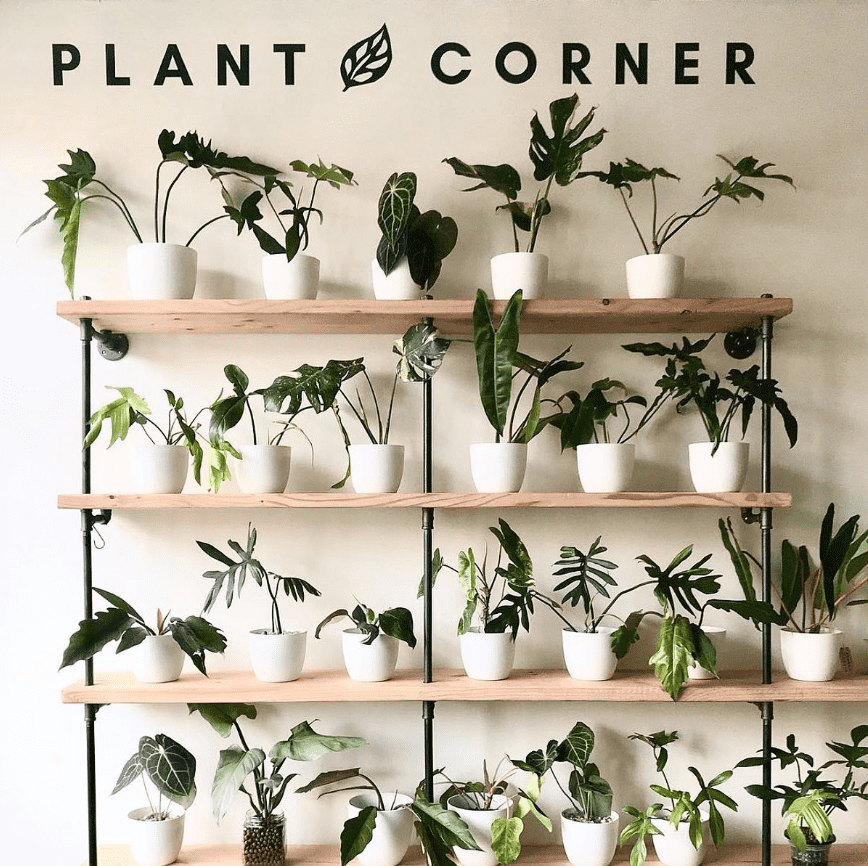 {lant corner store custom bookshelves with black pipes and maple wood shelves | Soil & Oak