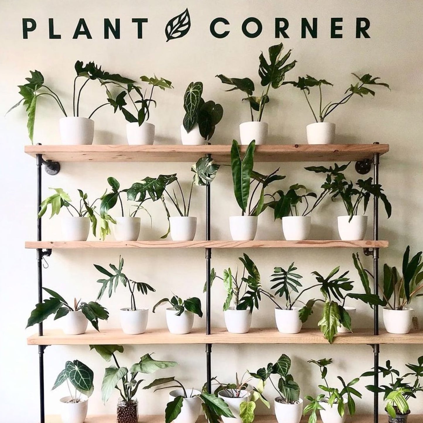 custom maple plant shelves with black pipes | Soil & Oak