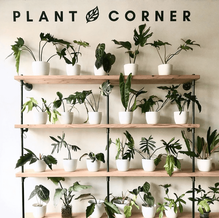plant corner store custom bookshelves with black pipes and maple wood shelves